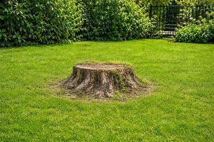 Wurzelstock entfernen Aargau — Vorher: Baumstrunk im Rasen