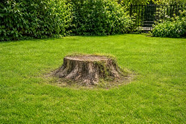 Baumstrunk im gepflegten Garten im Aargau, bereit zum Fräsen